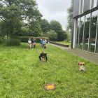 Wilde (bijen en) kindjes deel 1