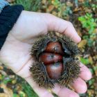 Naar het bos!