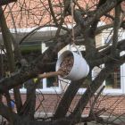 Vogels voeren en beloeren
