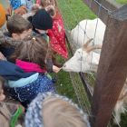 Op stap naar de kinderboerderij 'De Campagne' in Drongen